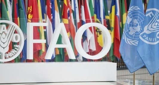 FAO: Küresel gıda fiyatları üç aydır yükseliyor