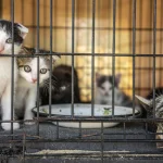vietnam-da-kedi-cetesine-operasyon-400-den-fazla-kedi-kesilmekten-kurtarildi-1781701200