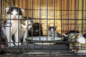 vietnam-da-kedi-cetesine-operasyon-400-den-fazla-kedi-kesilmekten-kurtarildi-1781701200