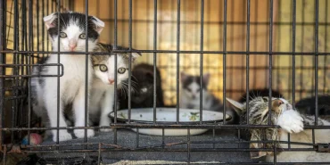 vietnam-da-kedi-cetesine-operasyon-400-den-fazla-kedi-kesilmekten-kurtarildi-1781701200