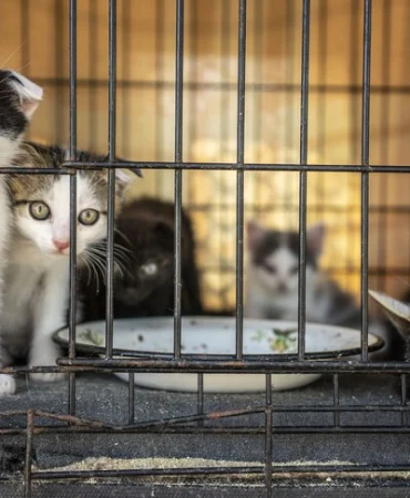 vietnam-da-kedi-cetesine-operasyon-400-den-fazla-kedi-kesilmekten-kurtarildi-1781701200