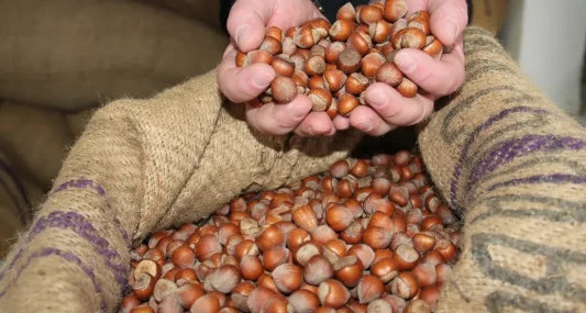 Fındık ticaret borsalarında hareketlilik yaşanıyor